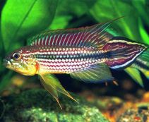 Ознакомьтесь с категорией Цихлиды карликовые Купить карликовых цихлид по низким ценам от 181 руб.