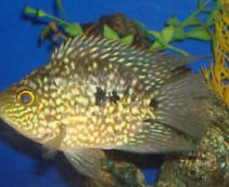 Купить аквариумных цихлид по низкой цене от 129 руб.