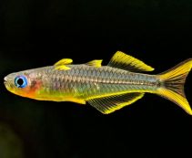 Ознакомьтесь с категорией Радужницы Купить аквариумную рыбку радужница по низкой цене от 86 руб.