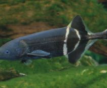 Ознакомьтесь с категорией Природная рыба Нигерии Купить аквариумную рыбу из Африки Нигерия по цене от 534 руб.