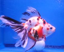 Ознакомьтесь с категорией Золотые рыбки Купить аквариумную золотую рыбку по низкой цене от 99 руб.