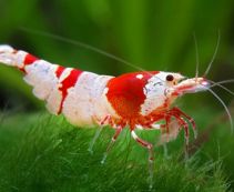 Креветки аквариумные купить по цене от 63 руб. Купить креветок для аквариума в интернет магазине