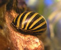 Купить аквариумных улиток по низким ценам от 71 руб.