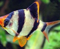 Ознакомьтесь с категорией Барбусы Аквариумные рыбки барбусы купить в интернет магазине по низким ценам от 58 руб.