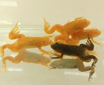 Купить аквариумную лягушку по цене от 141 руб.