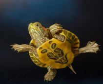 Аквариумные рептилии и амфибии | Купить рептилий и амфибий в интернет магазине 