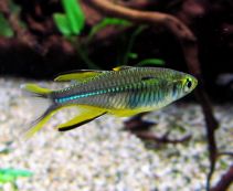 Тельматерина Ладигеза (солнечный лучик) купить