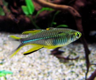 Тельматерина Ладигеза (солнечный лучик) купить