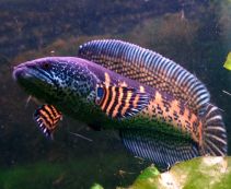 Змееголов Стюарта купить