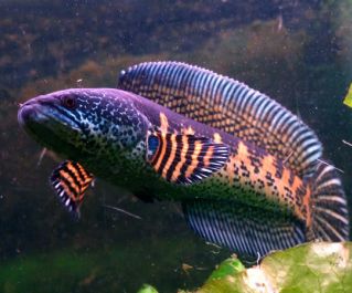 Змееголов Стюарта купить