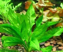 Эхинодорус блехера (пучок) (B056)