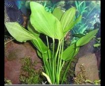 Эхинодорус уругвайский (пучок) (B055)