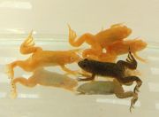 Лягушка шпорцевая  альбинос 3-4см (L-SHAL3)