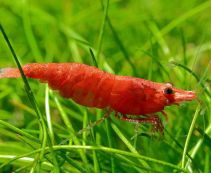 Креветка красный огонь 2см купить