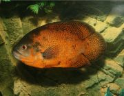 Астронотус красный 4-5см (AR)