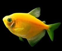 Тернеция флуоресцентная желтая купить 2см (NH009Y)