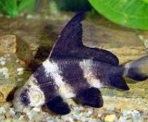 Азиатикус купить 8-9см