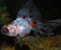 Телескоп ситцевый 7-8см купить