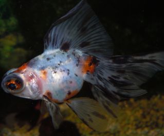 Телескоп ситцевый купить