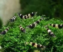 Креветка черная пчела купить