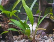 Анубиас конголезский (ветка) (L016)