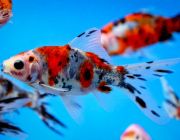 Шубункин 10-13см (CH013)