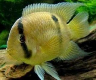 Акара Марони купить 4,5см. (AM)