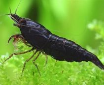 Креветка черная шоко 2см купить