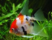 Скалярия красноголовая 3,5-4см