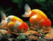 Ранчу ассорти 6,0 -7,0 см (RA)