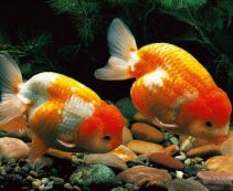 Ранчу ассорти 6-7см купить с доставкой