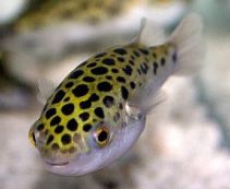 Тетраодон зелёный купить 4-5см (SV001-4)