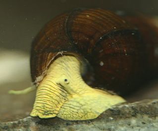 Улитка жёлтый кролик 4см купить