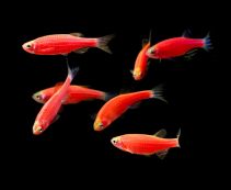 Данио розовый - флуоресцентный купить 2,5см. (DP-T)