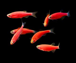 Данио розовый - флуоресцентный купить 2,5см. (DP-T)