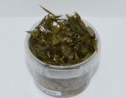 Криптокорина Беккета зеленая (TC 30)