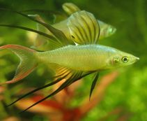 Ириатерина Вернера самцы 2,5см купить