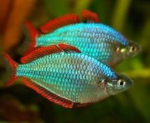 Меланотения прикокс (Неоновая радужница) купить 3см