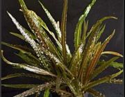 Криптокорина парва (горшок) (B036)