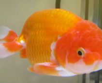 Львиноголовка красно-белая 6см купить с доставкой