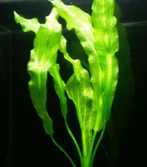 Эхинодорус американский (пучок) (В044)