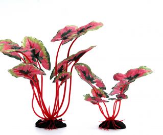 Шелковое растение 