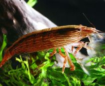 Креветка фильтратор купить