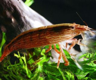 Креветка фильтратор купить