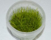 Элеохарис мини (TC 03)