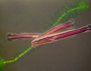 Змееголов красный 7-8 см (DV002)