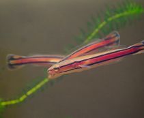 Змееголов красный купить 7-8 см (DV002)