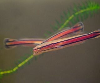 Змееголов красный купить 7-8 см (DV002)