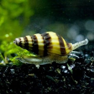 Улитка Хелена 2см купить