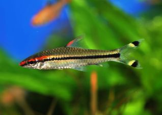 Барбус Денисони купить 4см